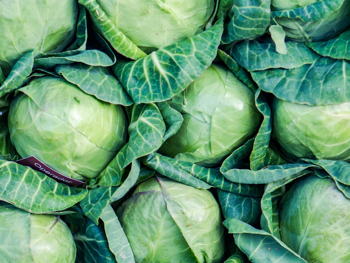 Cabbage