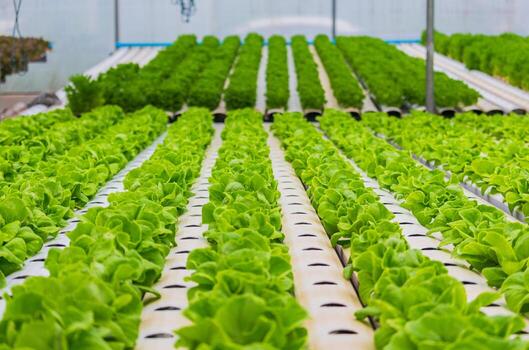 Polyhouse Seedlings: Getting High-Value Crops Off to a Strong Start