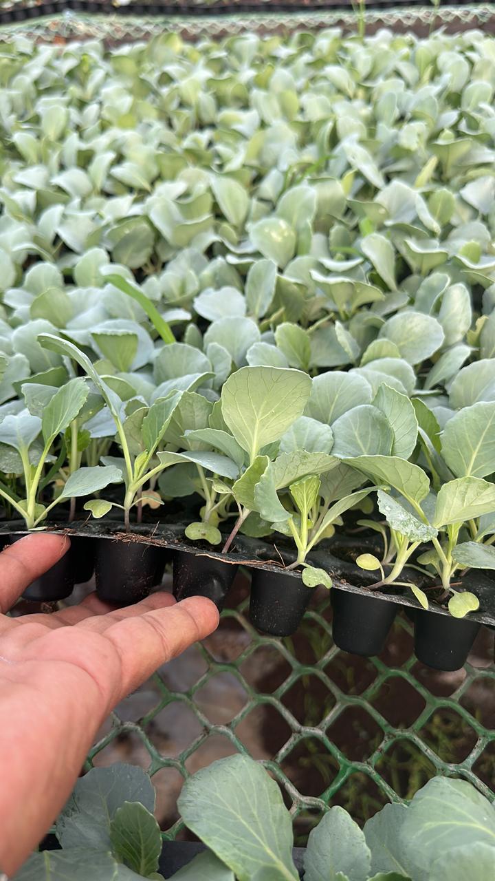 Cabbage Crops