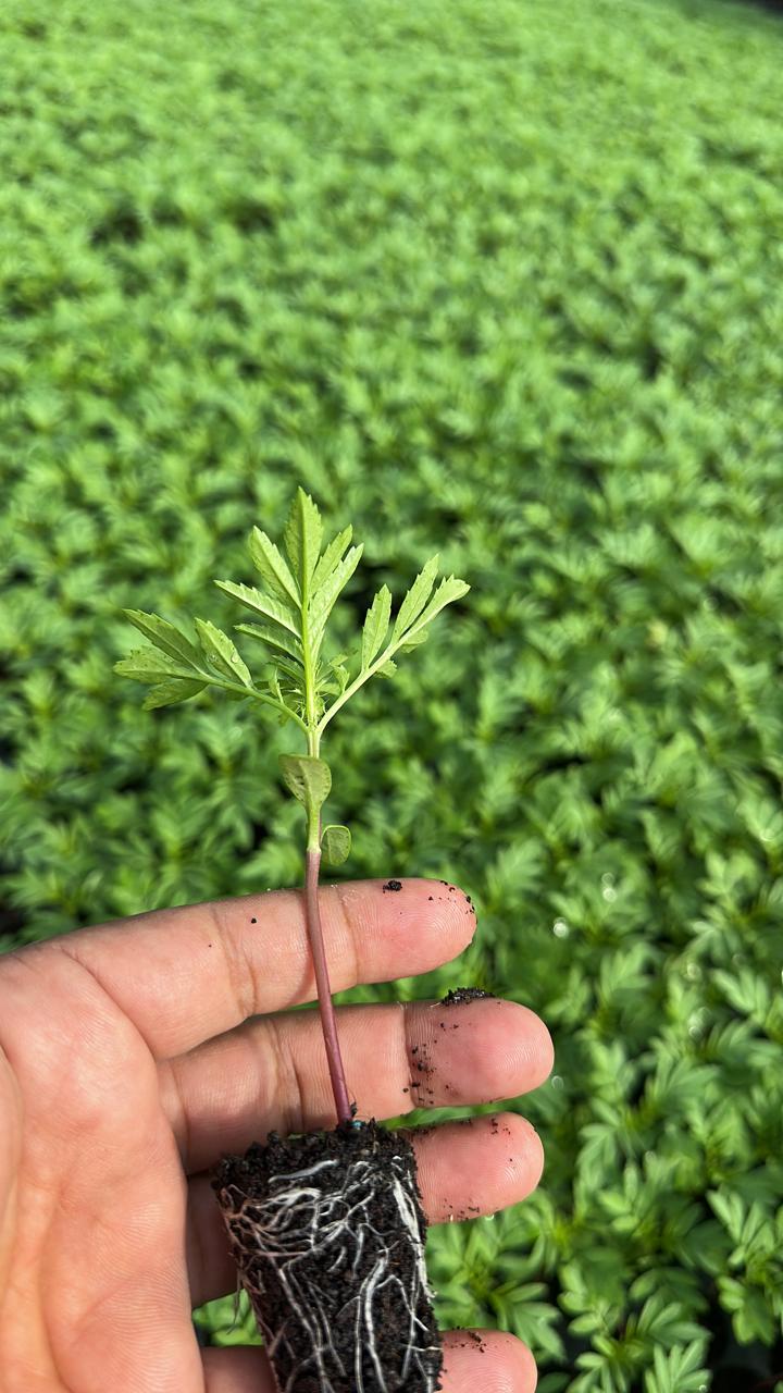 Marigold plant
