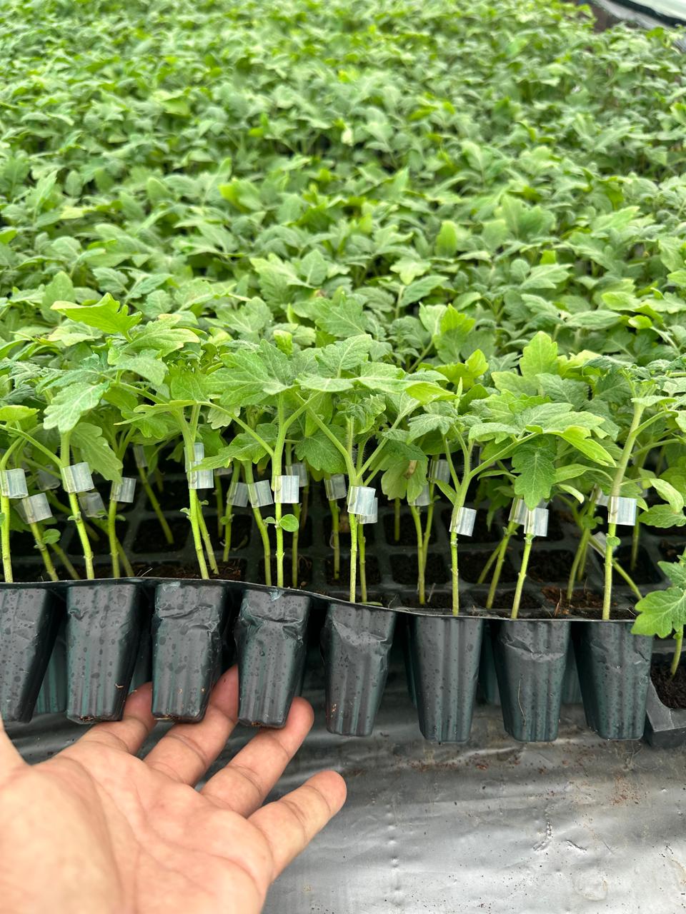 Grafted Tomato
