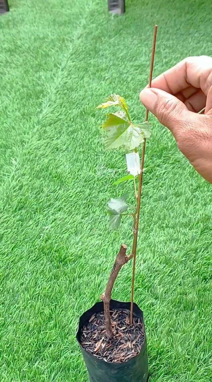 Grapes Grafting