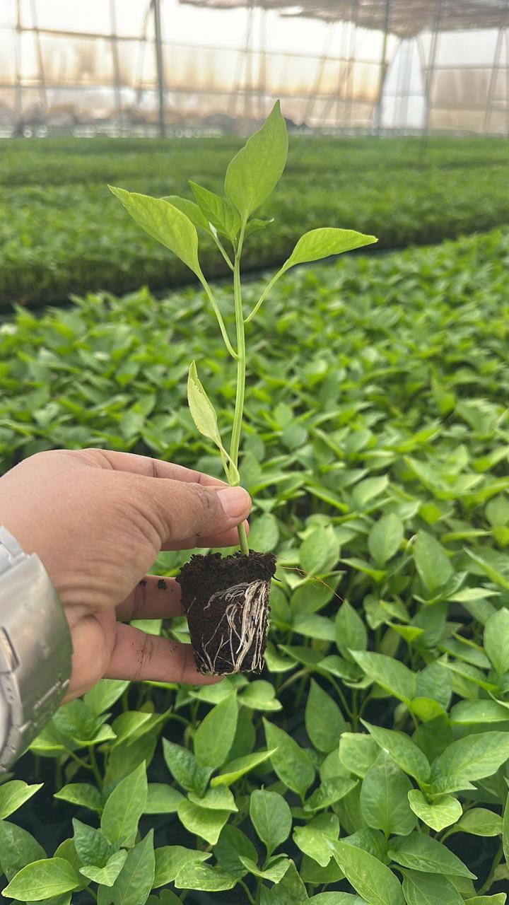 Chili Crop