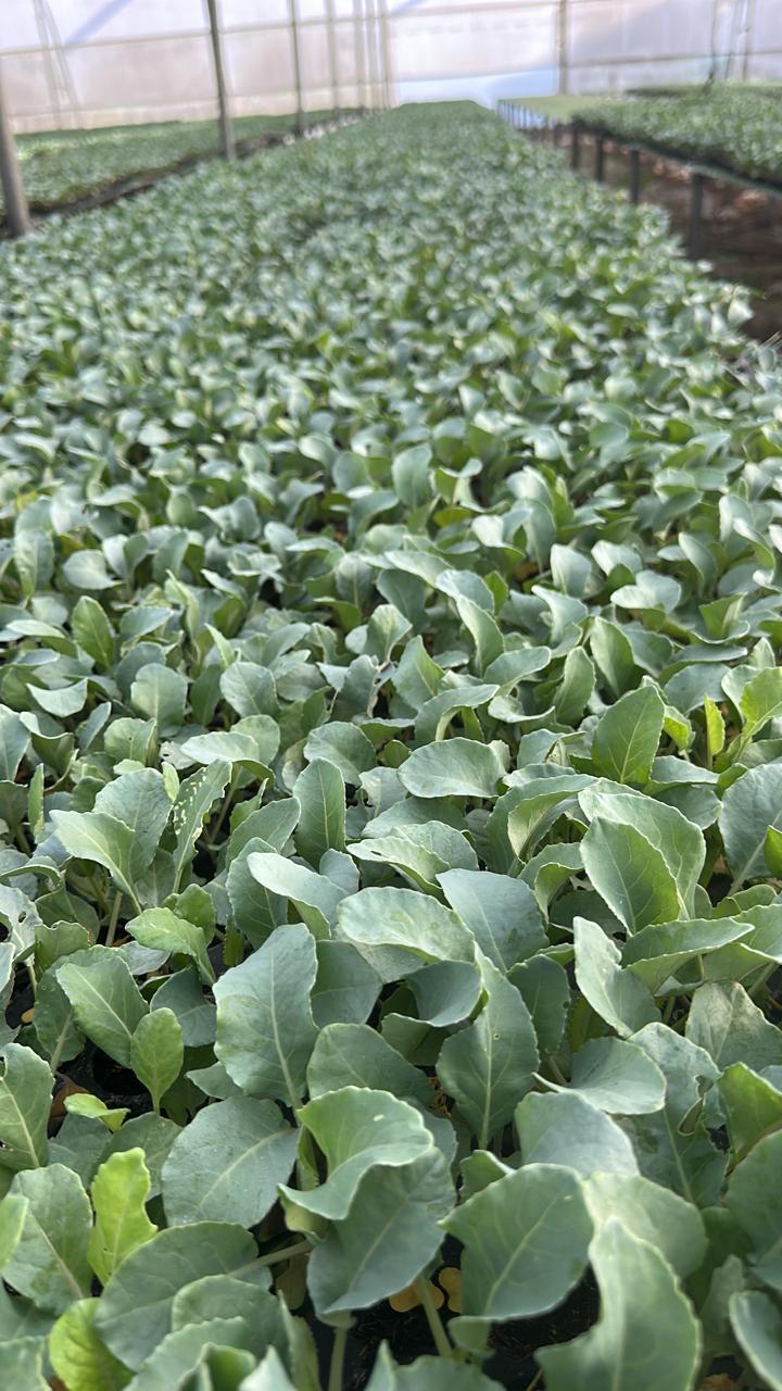 Cauliflower Crops