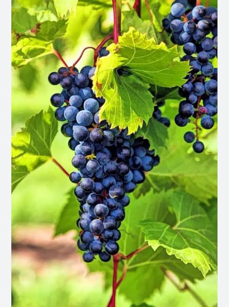 Bench-Grafted Sharad Grapes