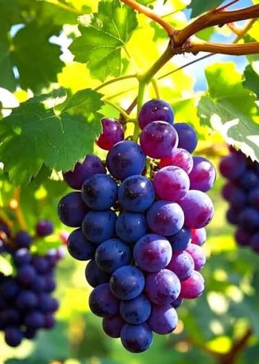 Bench-Grafted Nana Purple Grapes