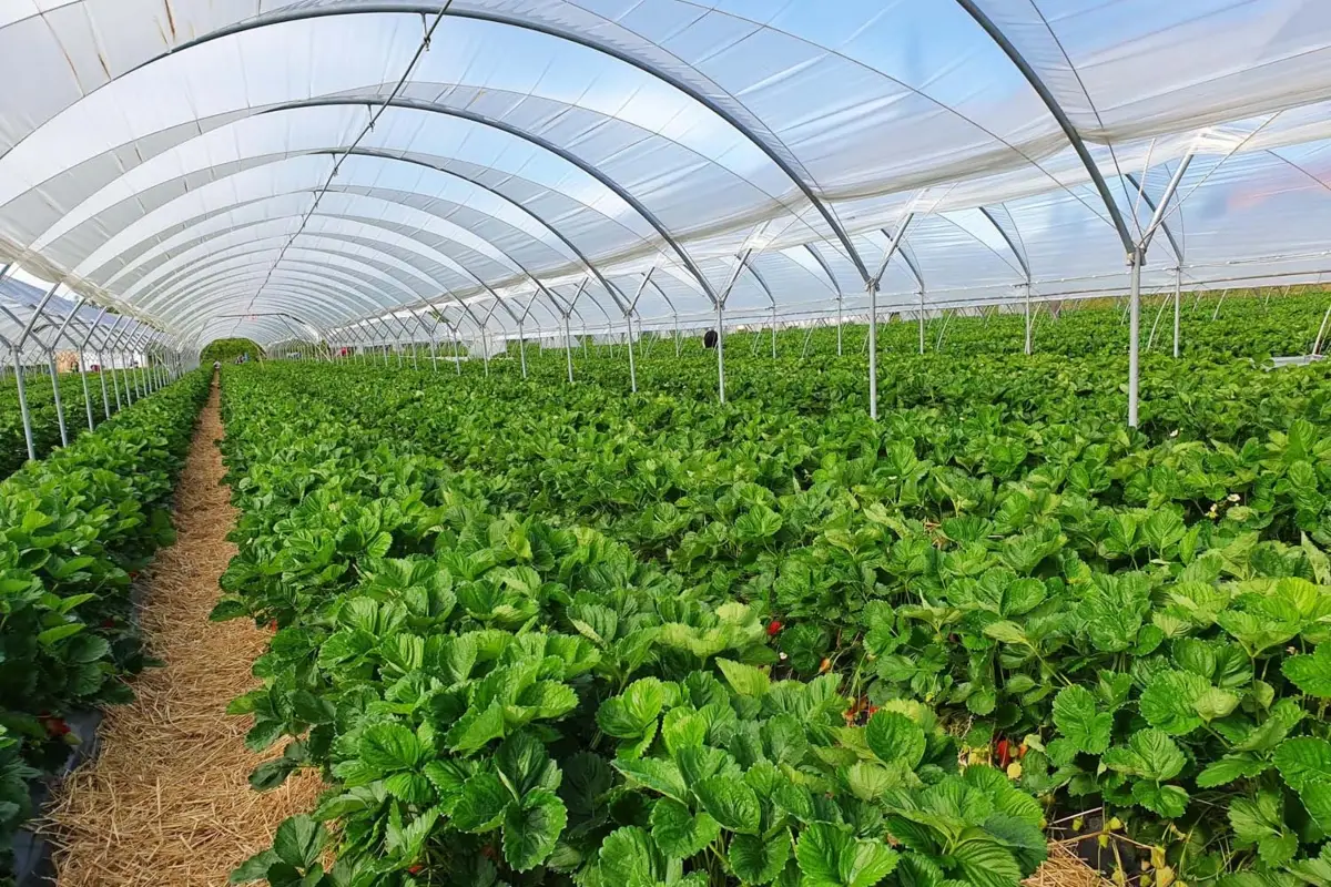 Interior of Poorva Hitech Nursery Pvt. Ltd. greenhouse with seedling beds